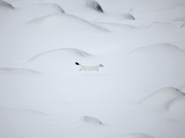雪原や　幸か不幸かオコジョかな