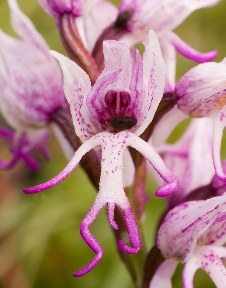 The Amazing Monkey Orchid