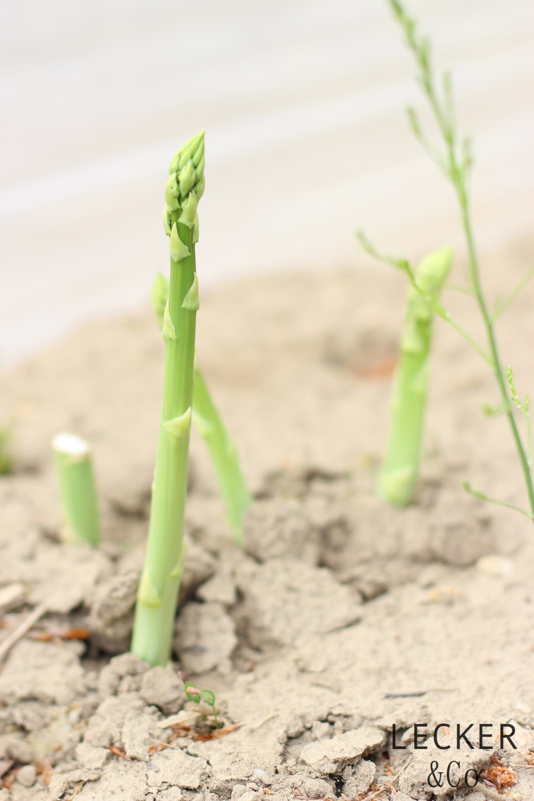 Dem Spargel auf der Spur Frittierter Spargel mit SauceHollandaise
