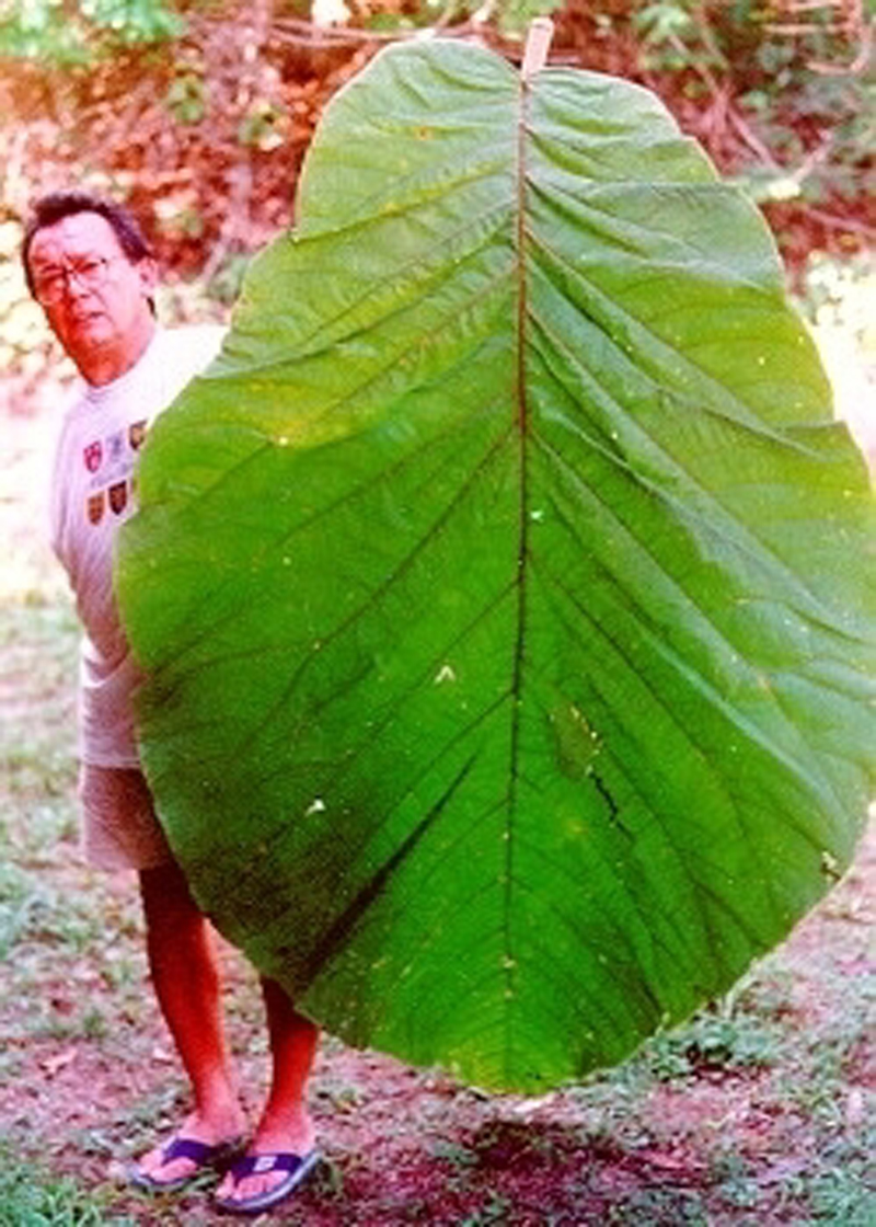 Самые самые в мире листьев. Кокколоба гигантофилия. Coccoloba gigantifolia дерево. Кокколоба лист. Кокколоба гигантская.