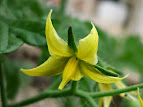 Solanum lycopersicum