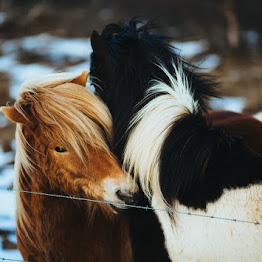 Cold Snow Winter Horses