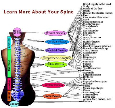 Spinal cord ~ Human Anatomy