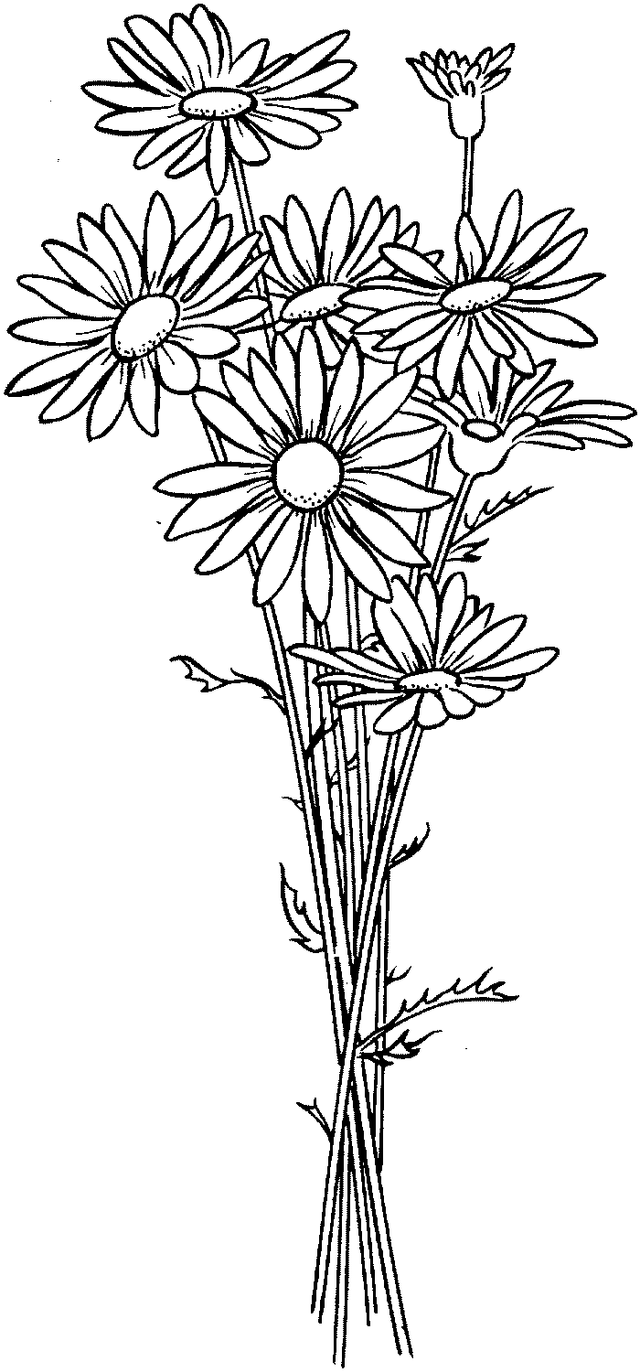 daisy coloring pages no stem - photo #10