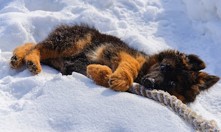 german shepherd puppy