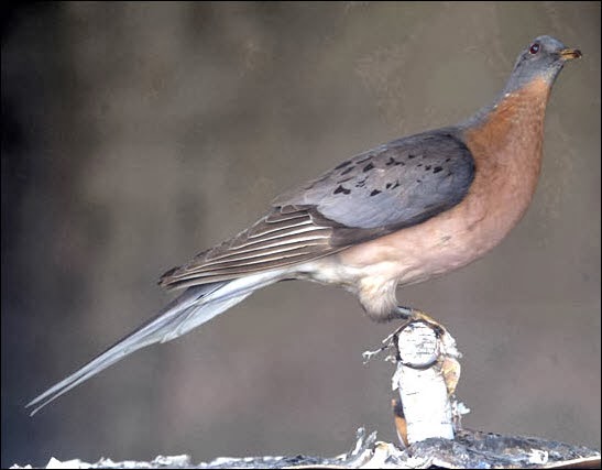 passenger pigeon de extinction 2021 passenger pigeon de extinction 2021