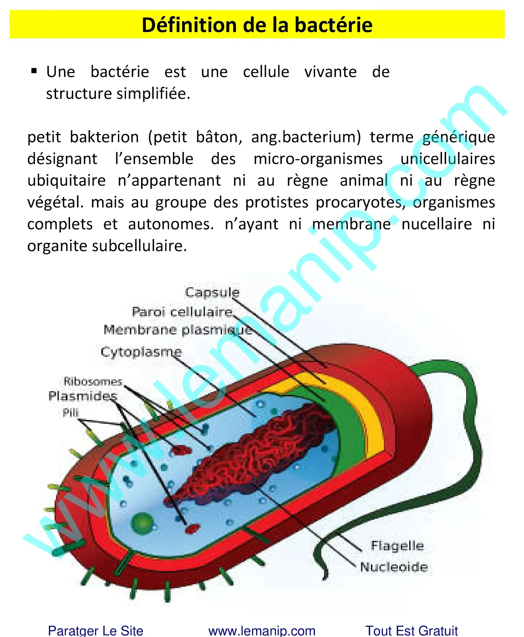 Définition de la bactérie