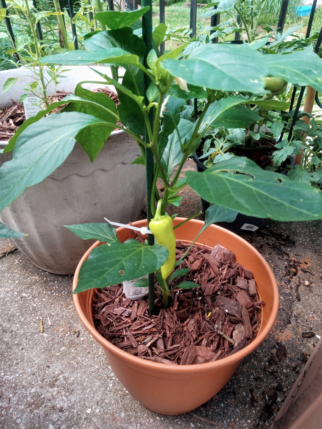 Yard and Garden Secrets Repel Fleas Ticks and Snakes with Cedar Mulch