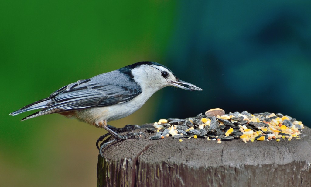 Top 10 Myths About Feeding Birds My Birds