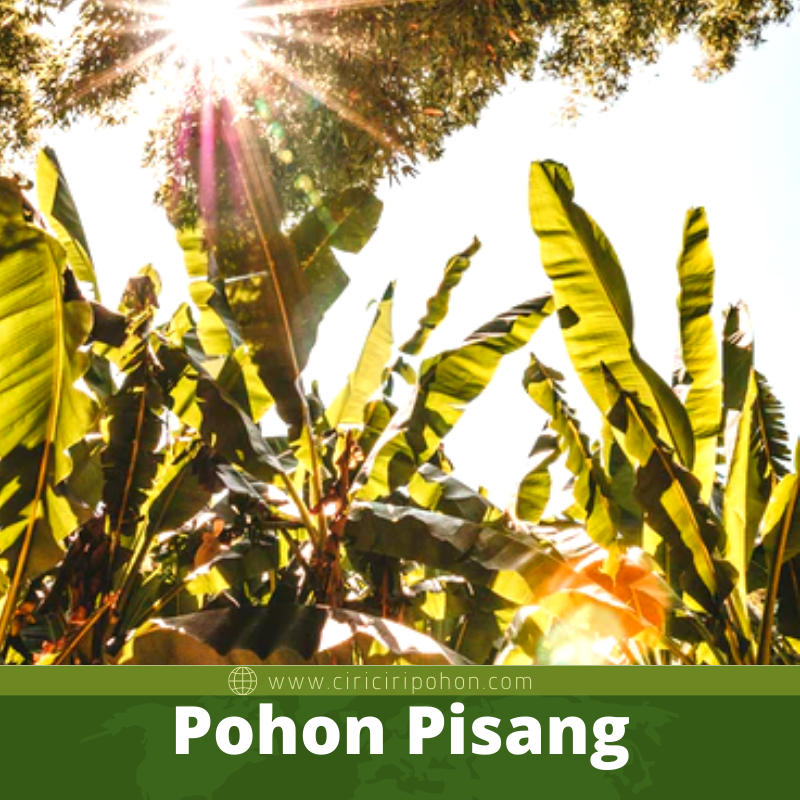 Pohon Pisang