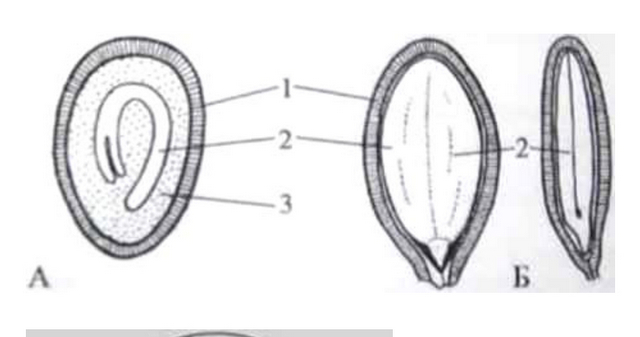 Внутреннее строение семени томата. Строение семени помидора. Внутренне строение семени томата. Строение семечка томата. Схема внутреннего строения семени томата.