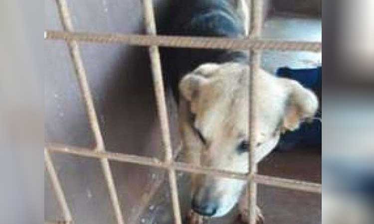 Homem decepa pênis de cachorro durante cruzamento com cadela