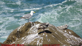 Oregon Depoe Bay Seabirds Watching 