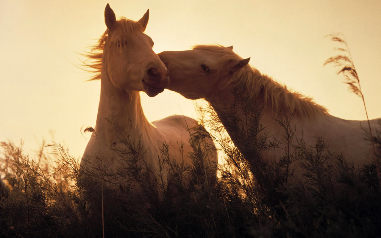 The Cat: Horses Wallpapers for Desktop Backgrounds Free