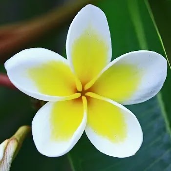 फुलांची नावे, Flowers Name In Marathi चाफा, Frangipani Flowers Name In Marathi