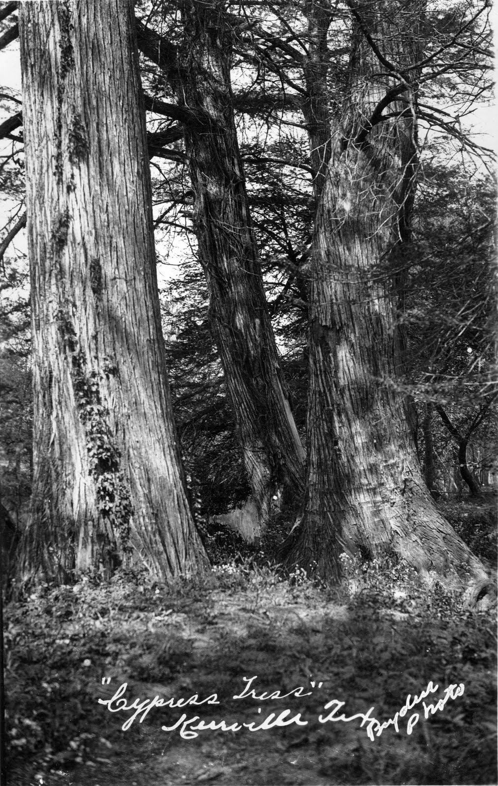 Joe Herring Jr. Cypress Trees by Starr Bryden