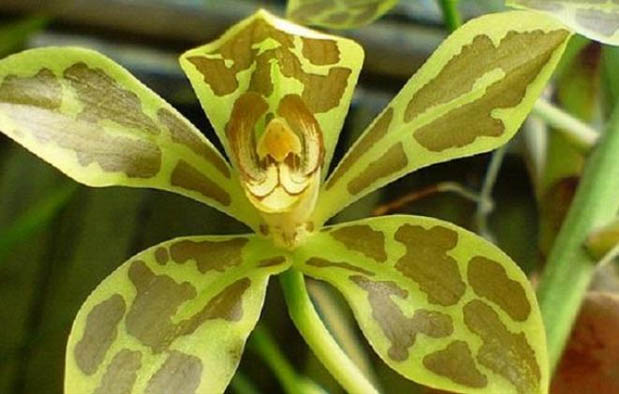 Mengenal Anggrek Tebu, Keunikan dan Gambarnya | Gambar Bunga