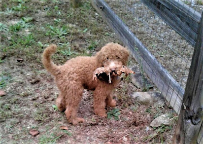Sophie the Goldendoodle
