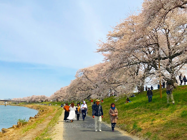 Shiroishi River Sakura