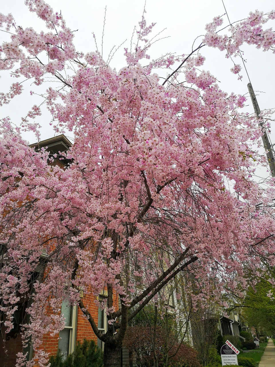 La Magie Du Printemps A Columbus