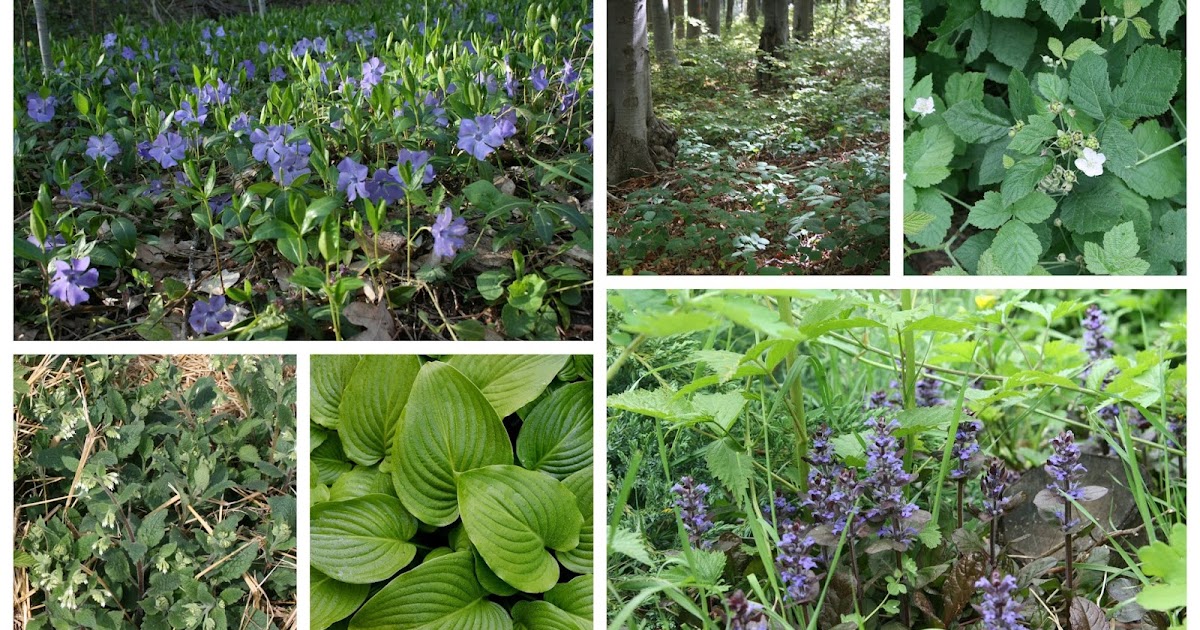 Balkan Ecology Project Forest Garden Plants Ground Cover Plants for