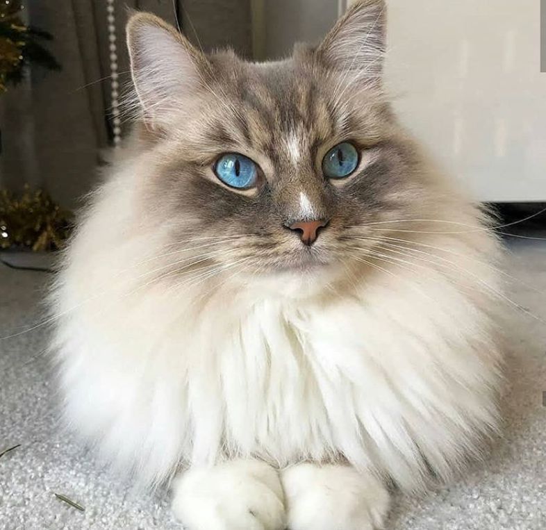 Funny cats: beautiful cat with blue eyes