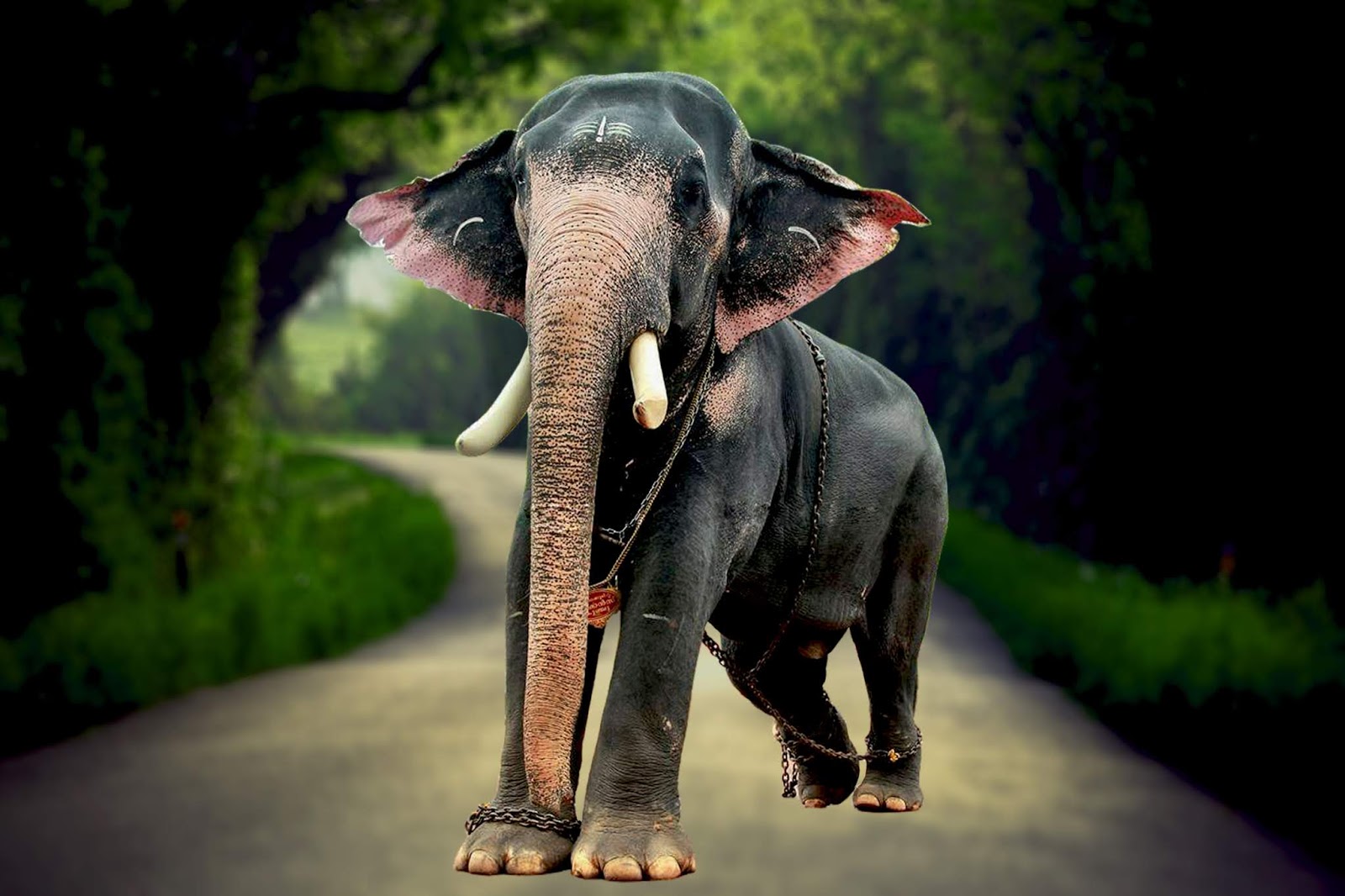 Kerala Elephants Images Kerala Elephants Wallpapers HD Kerala Kerala Elephants Images Kerala Elephants Wallpapers HD Kerala