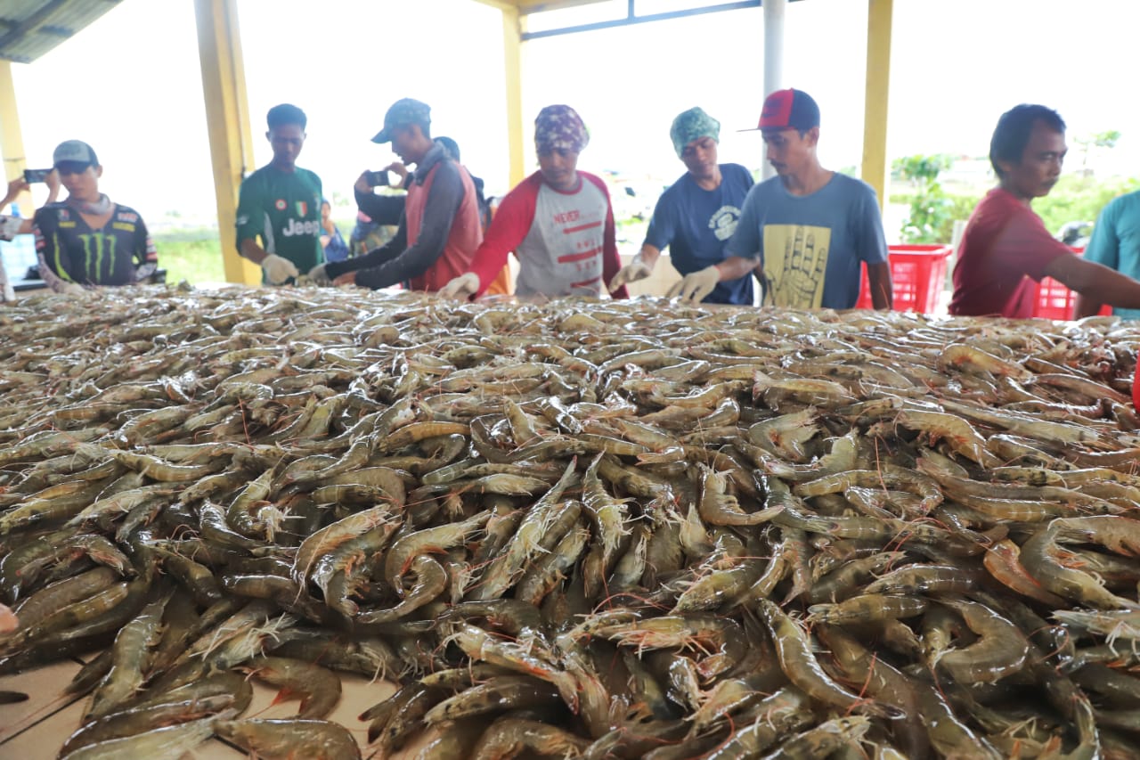 Menteri Edhy Sebut Pantai Selatan Jawa Berpotensi sebagai Sentra Budidaya Udang