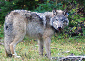 Oregon Department Fish  Wildlife on Department Of Fish And Game Does Not Intend To Reintroduce Gray Wolves