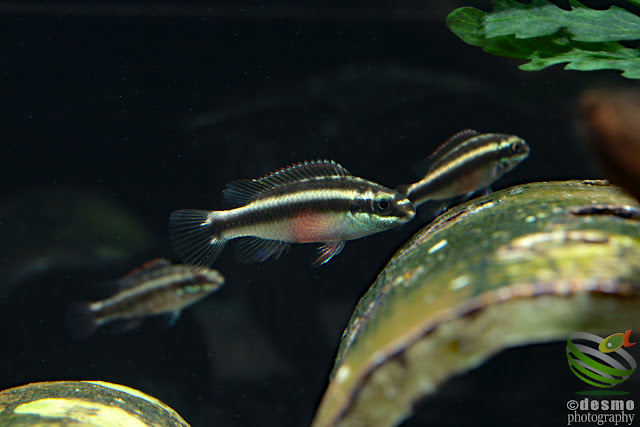 F1 Pelvicachromis sacrimontis