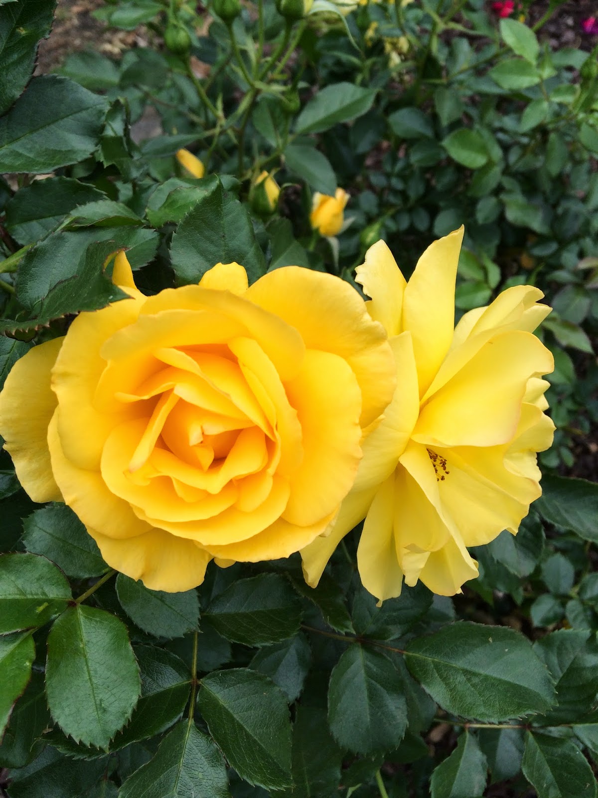hot-chicks-dig-smart-men-2014-flower-pr0n-a-rose-by-any-other-name