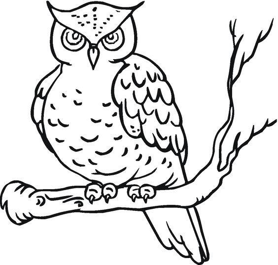 Gambar sketsa burung hantu Gambar sketsa burung hantu