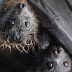 Científicos descubren virus muy similar al del covid-19 en murciélagos de Laos