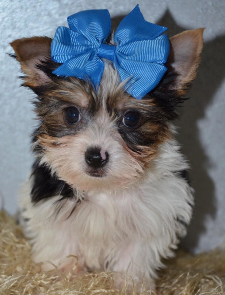 Alabama Toys & Teacups