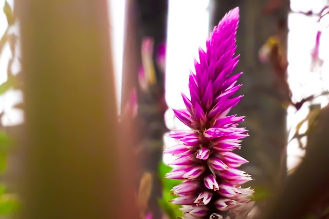 Sepotong Cerita Kala Senja