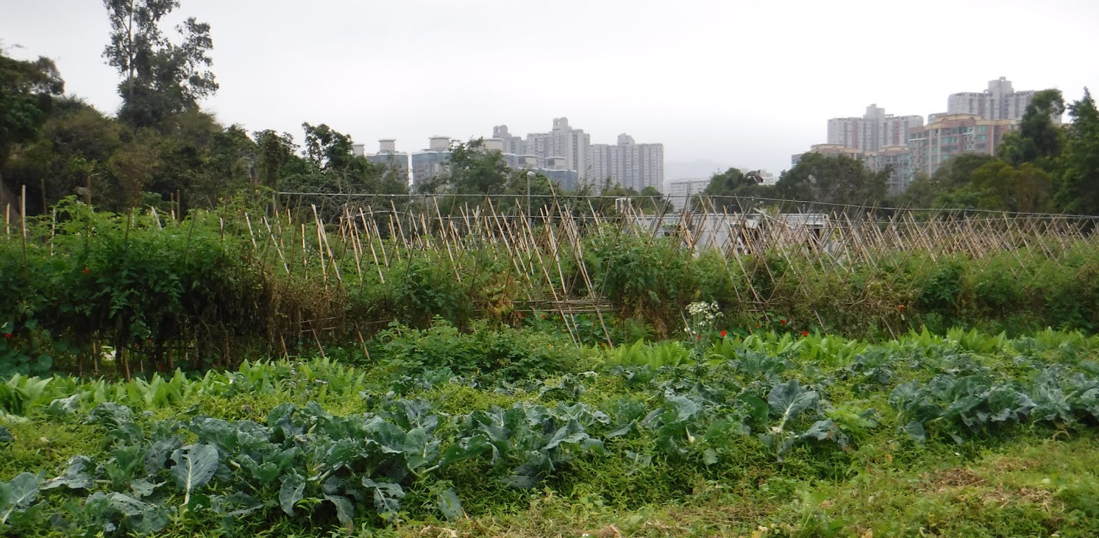 鄭立勳 。常滿。Bountiful。Mandy Cheng Vegetable farm visit in Hong Kong, Soil