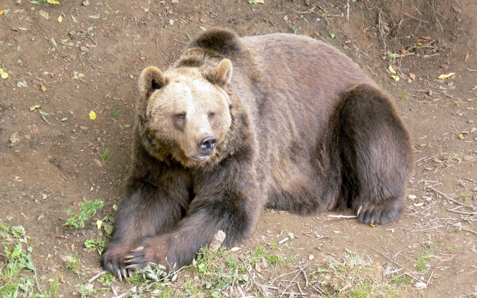 Fondo de Pantalla Animales Oso descansando | Imagenes Hilandy