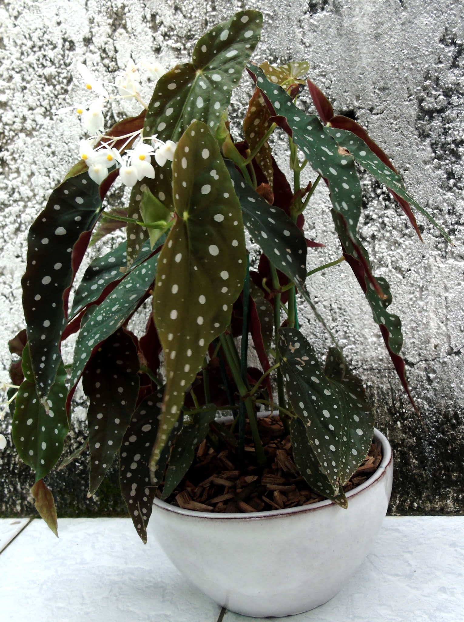 Begônia-maculata (Begonia maculata Raddi) | A planta da vez