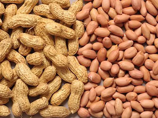 between market news of peanut crop selling low agriculture in Gujarat groundnut market price improving
