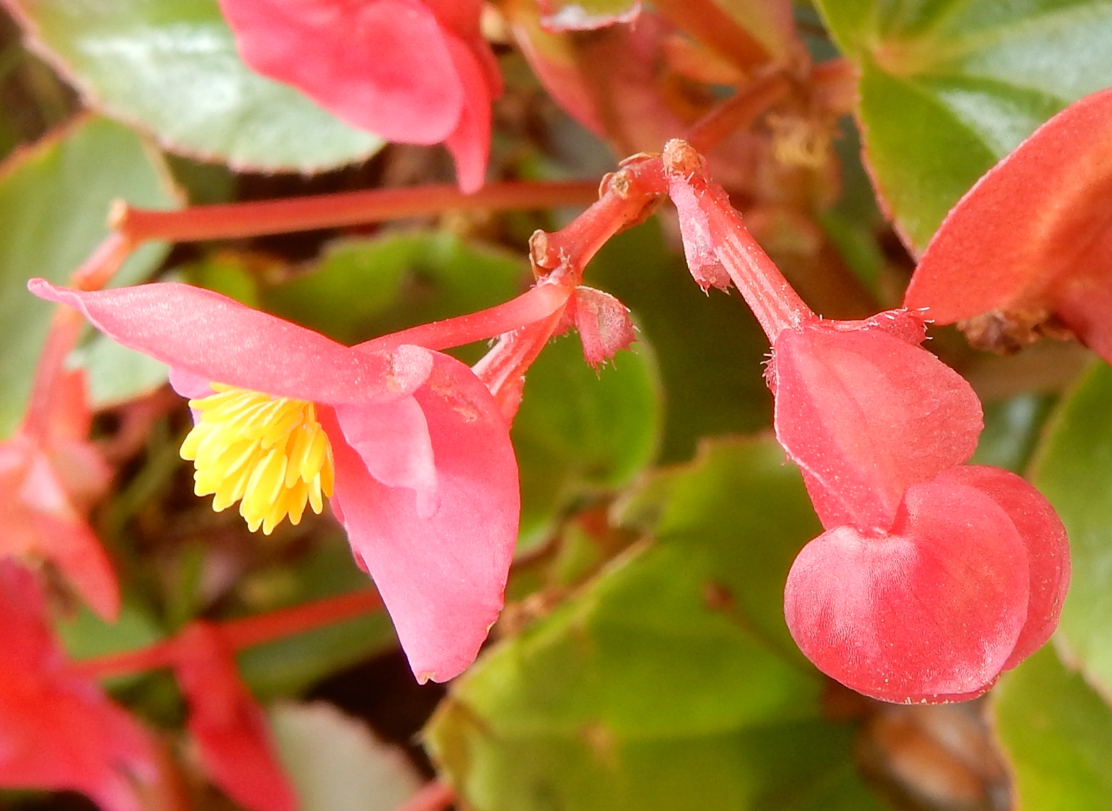 Peter S Blog 四季秋海棠