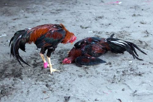 Kakas felállítása videó - Csirkék, tyúkok és kakasok, ahogy még sosem láttad őket