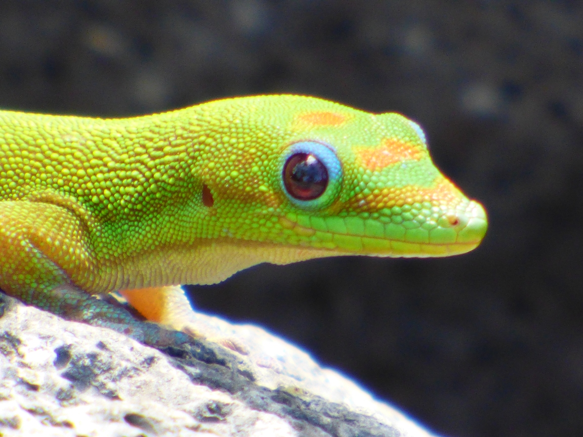 Geotripper Random Nature Notes from Hawai'i The Land Reptiles of the