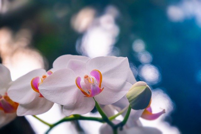 Pesona Istri Khalifah Umar Bin Abdul Aziz Fatimah Binti Abdul Malik