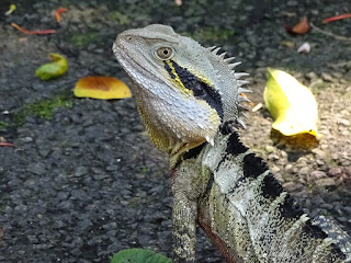 Auch ein Bewohner des Parks: Water Dragon