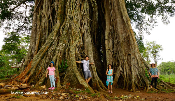 Negros Island tri-city family road trip, road trip, family trip, family travel, traveling with kids, road trip with kids, Ford, Ford Ranger Wildtrak, Bacolod City, Don Salvador Benedicto, San Carlos City, Canlaon City, Mt Canlaon, Mt Kanlaon, Canlaon Century Tree, Canlaon Balete tree, Canlaon national park, Norther Negros National Park, NNNP, Negros Forests, Cafe La Guada, Cafe La Guada DSB, DSB restaurants, Don Salvado Benedicto restaurants, fried frog, adobong eel, Kusinata, roadside cafe, DSB cafes, Don Salvador Benedicto food trip, San Carlos City, San Carlos City overnight stay, San Carlos City pasalubong, San Carlos City peanuts, DSB pineapples, Ford Negros, Ford trucks, San Carlos City hotels, FB Travellers Inn, Eco-tourism Highway, Canlaon, Mt. Canlaon, Mt. Kanlaon, Canlaon City, Canlaon Century Tree, Canlaon natural park, Canlaon Balete tree, Canlaon Century tree darakit, Canlaon century tree, directions, Negros Occidental, Negros Oriental, Negros Island, Philippines, Visayas