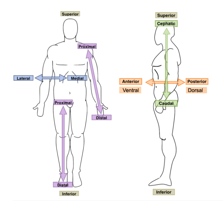 Anatomi, Struktur sel dan jaringan, Arah dan bidang Anatomi tubuh