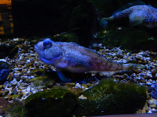 ジェノヴァ水族館の魚