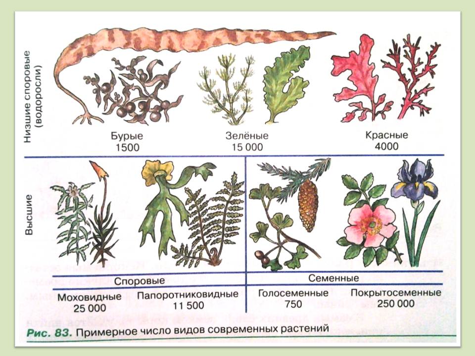 Семенные растения примеры 6 класс. Споровые и семенные растения. Высшие растения споровые и семенные таблица. Высшие семенные растения. Высшие растения споровые и семенные.