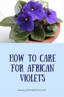 It's easy to Grow and care for African violets with these seven tips.