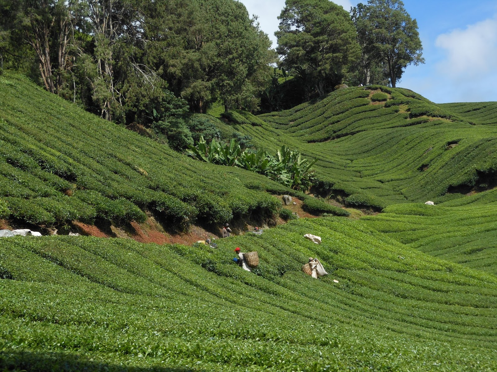 Family Travel Blog Cameron Highlands Malaysia, a travel guide